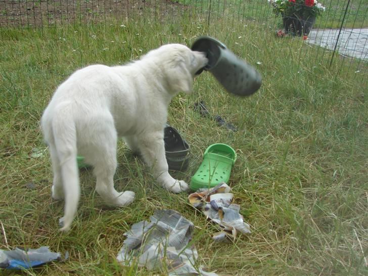 Golden retriever Mille billede 13