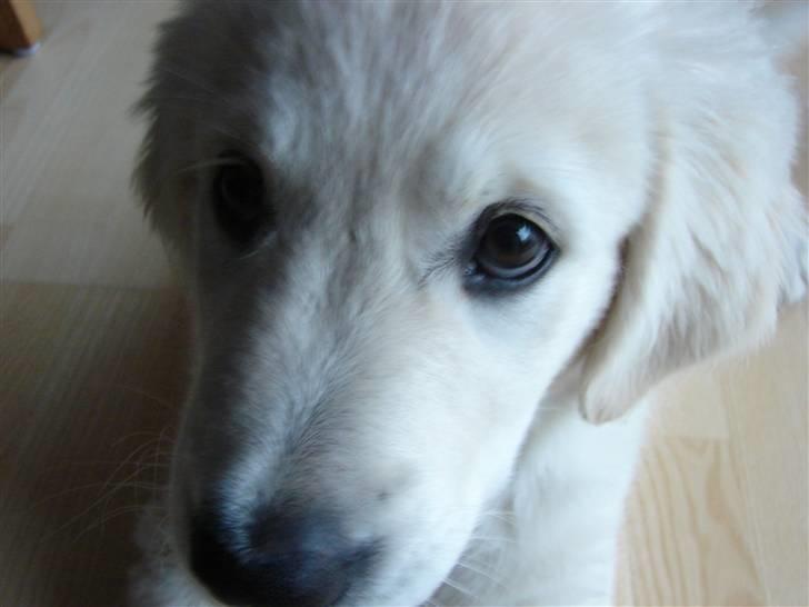Golden retriever Mille billede 14