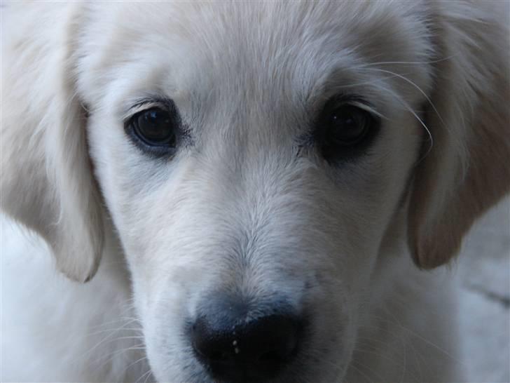 Golden retriever Mille billede 15