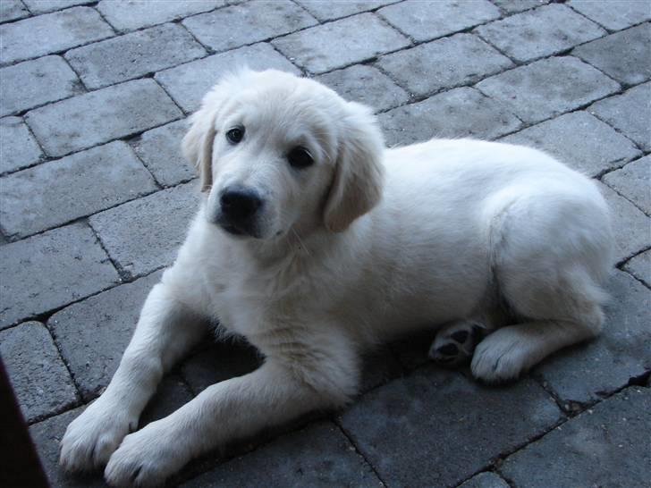 Golden retriever Mille billede 16