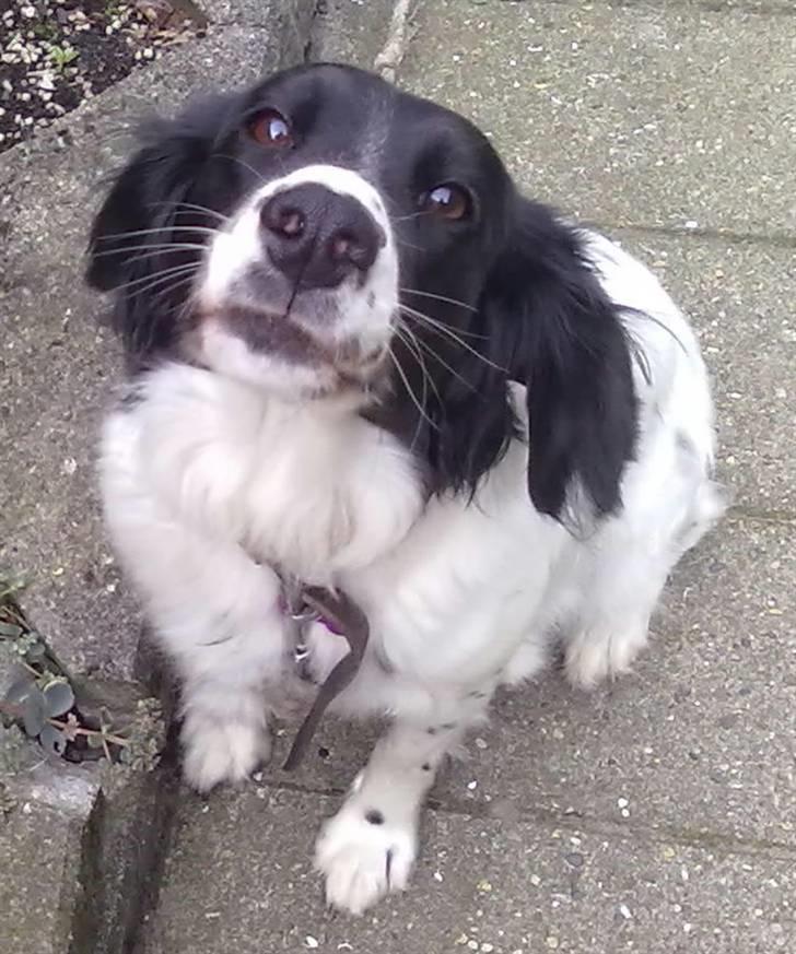 Blanding af racer Mollie TYKKE<3 - Myyys <3 billede 6