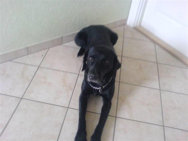 Labrador retriever Buster - Her  ligger Buster på gulvet billede 1