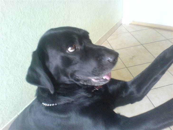 Labrador retriever Buster - Her står  han på bag ben. billede 2