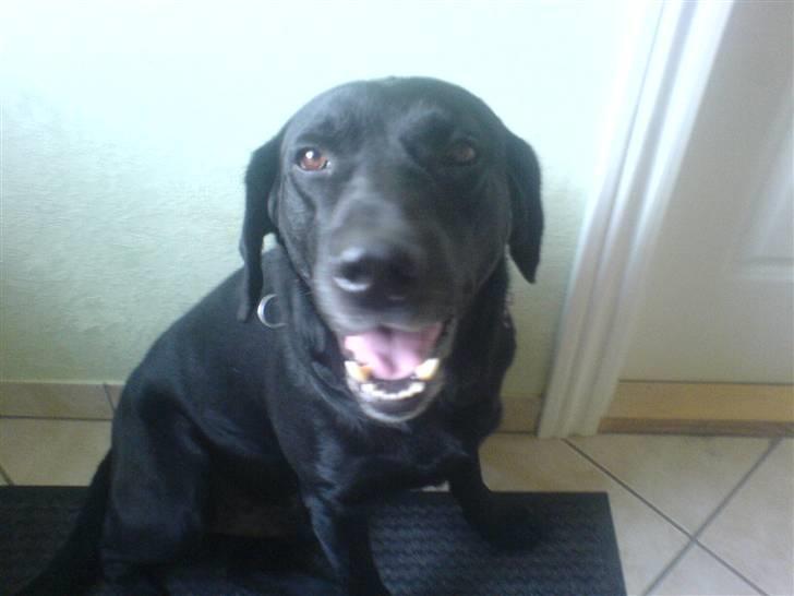 Labrador retriever Buster - Jeg tror han er sulten. billede 3