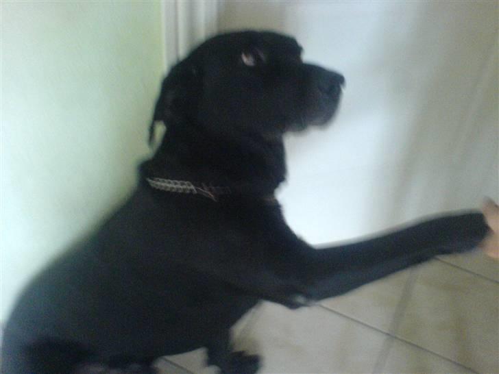 Labrador retriever Buster - Gi´ pote. billede 4