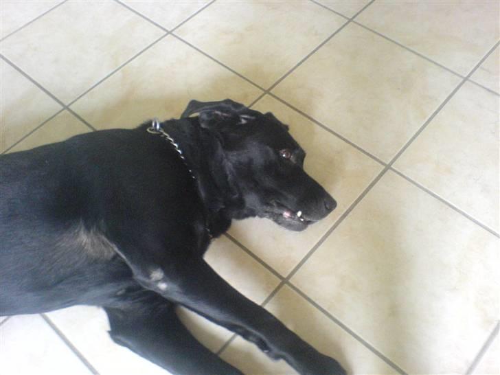 Labrador retriever Buster - Sov godt. billede 5