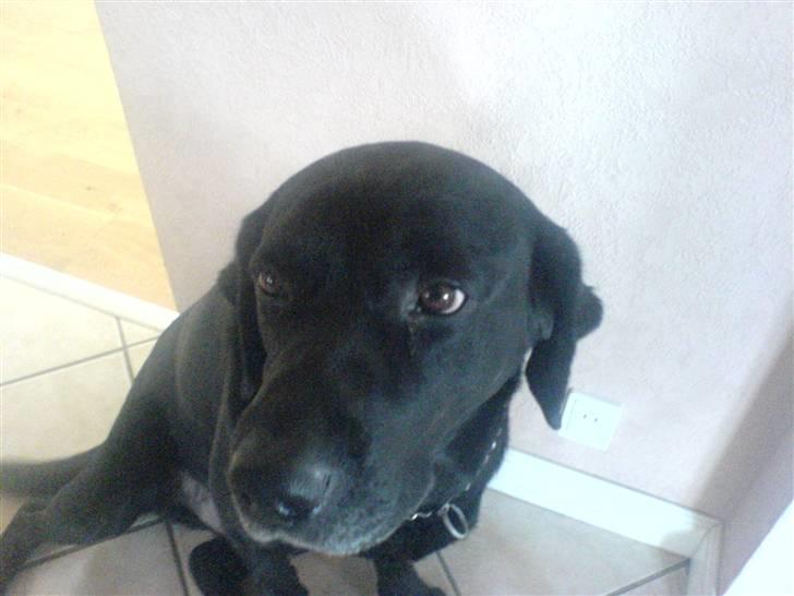 Labrador retriever Buster - Prøv og smil. billede 6