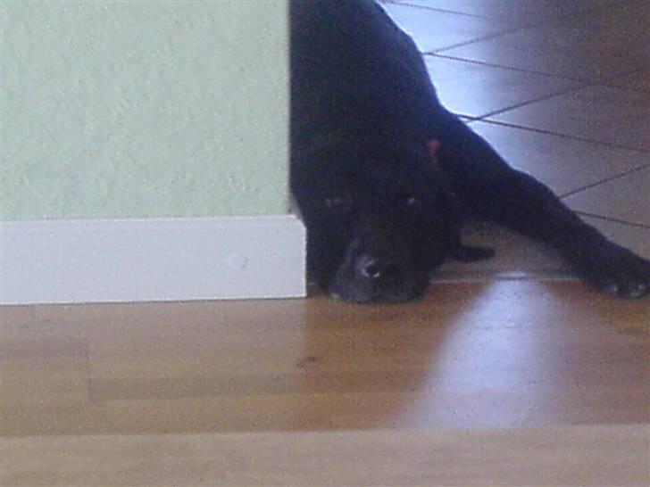 Labrador retriever Buster - Når du udspionere. billede 7