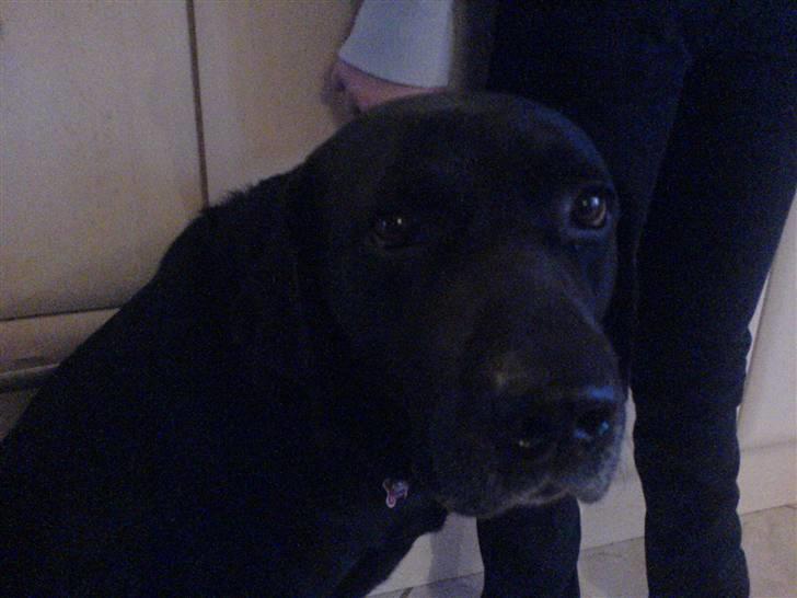 Labrador retriever Buster - Smil nu! billede 8