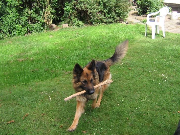 Schæferhund Chilli billede 7