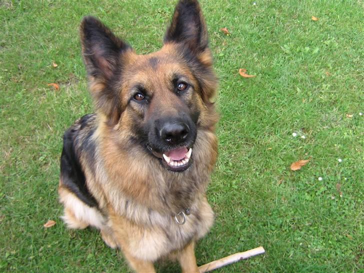 Schæferhund Chilli billede 8