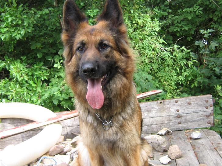 Schæferhund Chilli billede 10