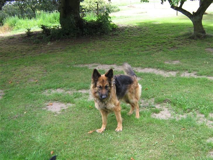 Schæferhund Chilli billede 11