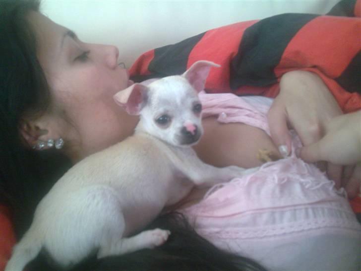 Chihuahua Luigi billede 10