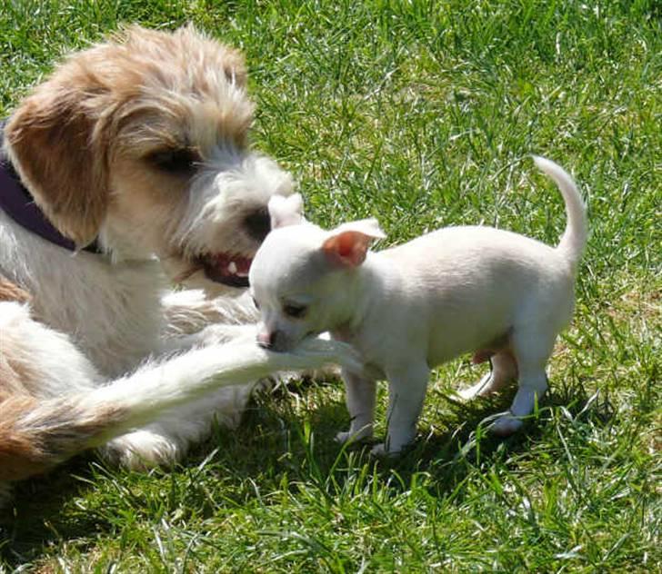 Chihuahua Luigi - Væk fra min plads! billede 11