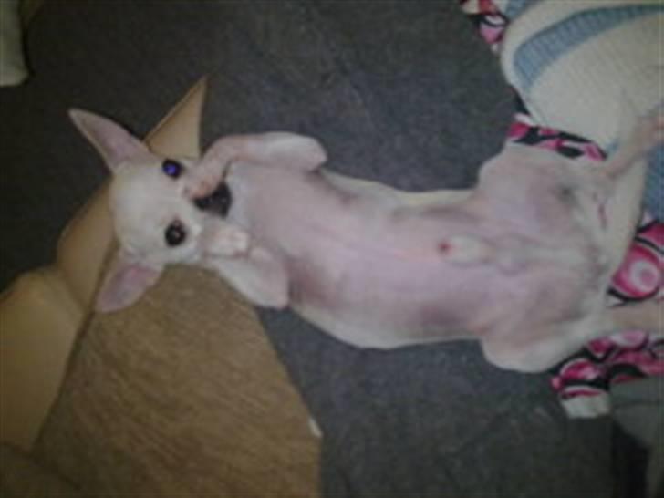 Chihuahua Luigi - Se hvor nuttet jeg er :) billede 12