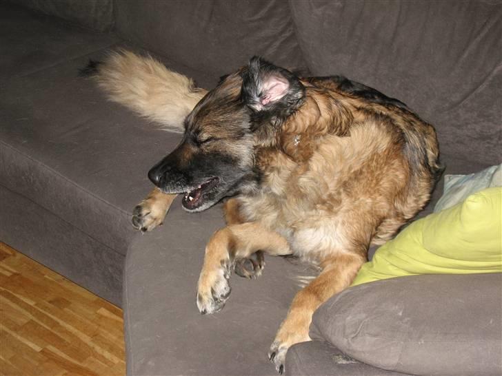 Blanding af racer Bella Mumbassa Uhaha - Gab, er klokken allerede så mange. Pis, så blev jeg taget på fersk gerning i sofaen. Nå, pyt, det haster vel ikke, vel far? billede 20