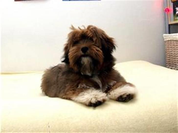 Lhasa apso Sofus - Smukke Sofus billede 12