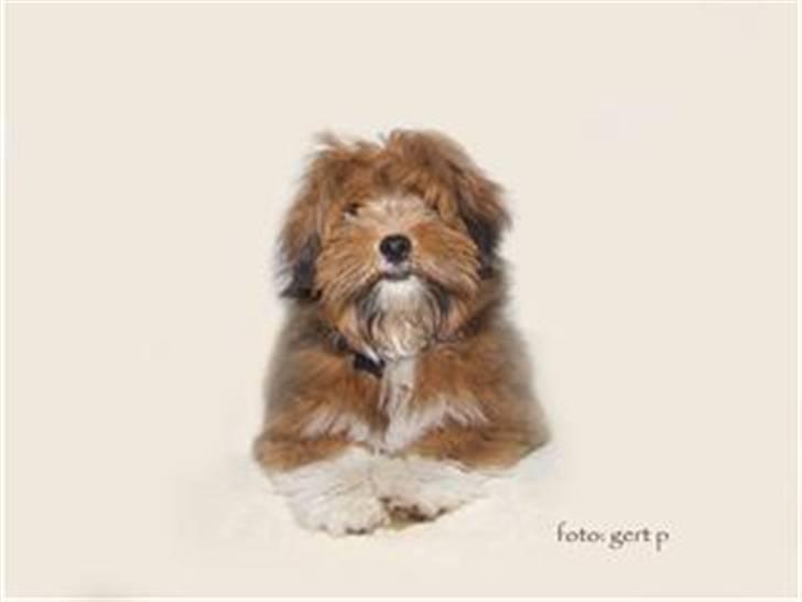 Lhasa apso Sofus - Sofus silden billede 13