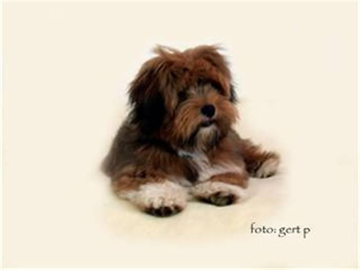 Lhasa apso Sofus billede 14