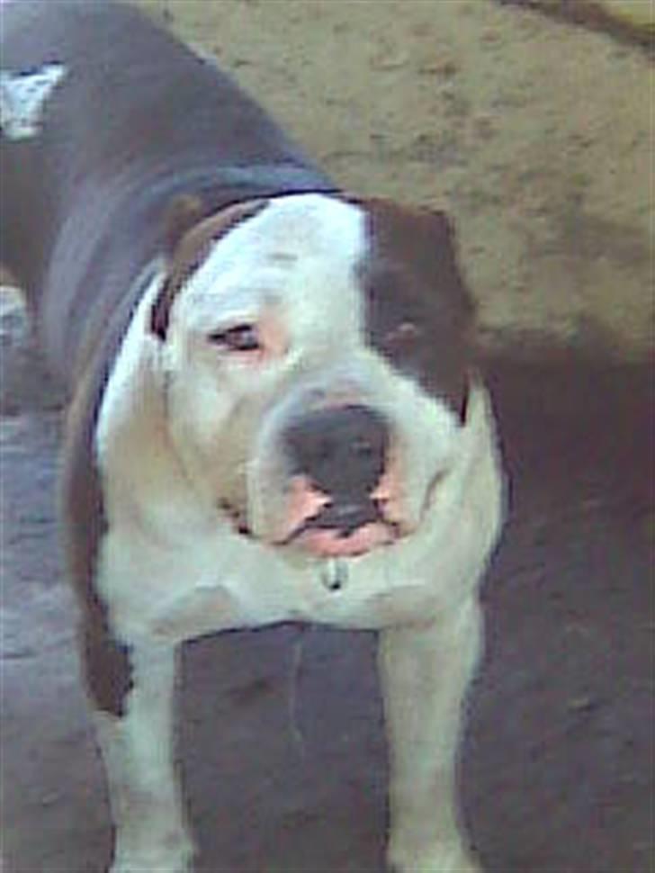 Amerikansk staffordshire terrier $ Amy $ R.I.P - Amy`s farfar . Hun minder meget om ham  billede 13