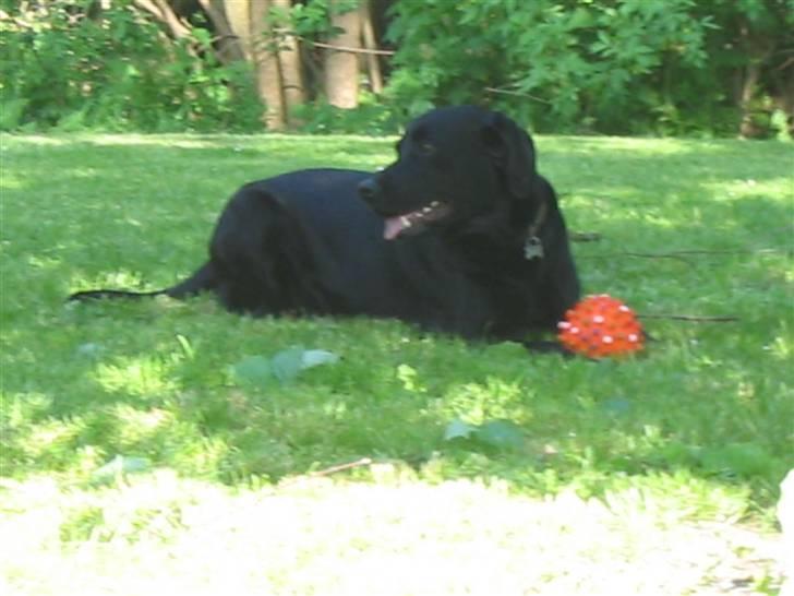 Labrador retriever Sultan - det er så hyggeligt at ligge i haven... billede 1