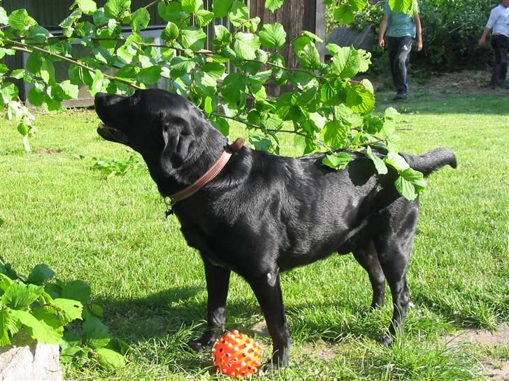 Labrador retriever Sultan - nååå... så vi skal lege med et halvt træ... okay okay men skal det ikke være uden blad på???? billede 2