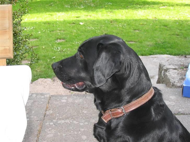 Labrador retriever Sultan - hmm.... en godbid... billede 3