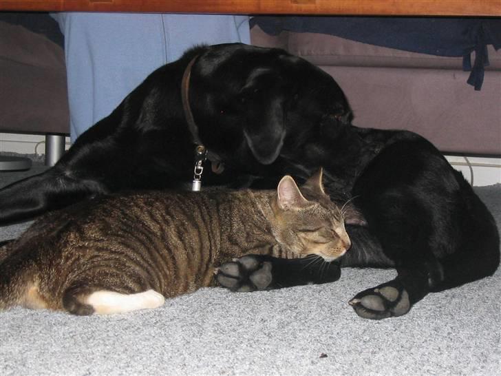 Labrador retriever Sultan - se os... hund og kat imellem... billede 4