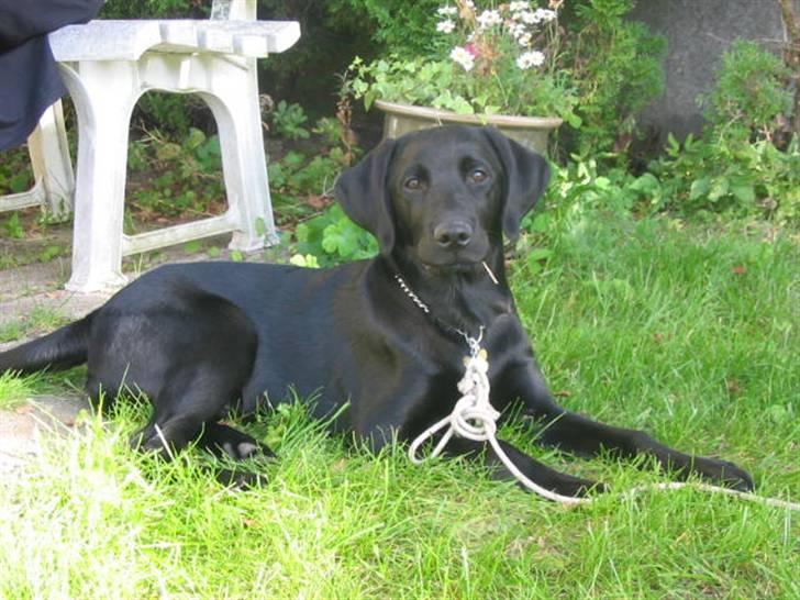 Labrador retriever Sultan - lille mig da jeg ikke var mere end 10 uger gamle... billede 5
