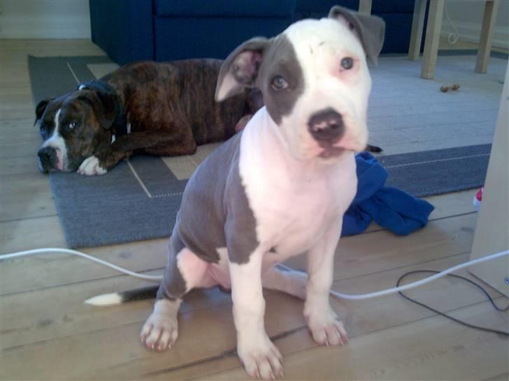 Amerikansk staffordshire terrier $ Amy $ R.I.P billede 14