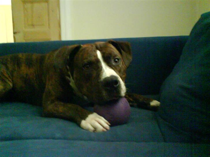 Amerikansk staffordshire terrier $ Victor $ R.I.P - min ynglings bold. billede 17