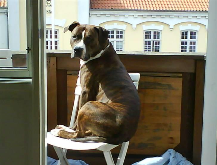 Amerikansk staffordshire terrier $ Victor $ R.I.P billede 18