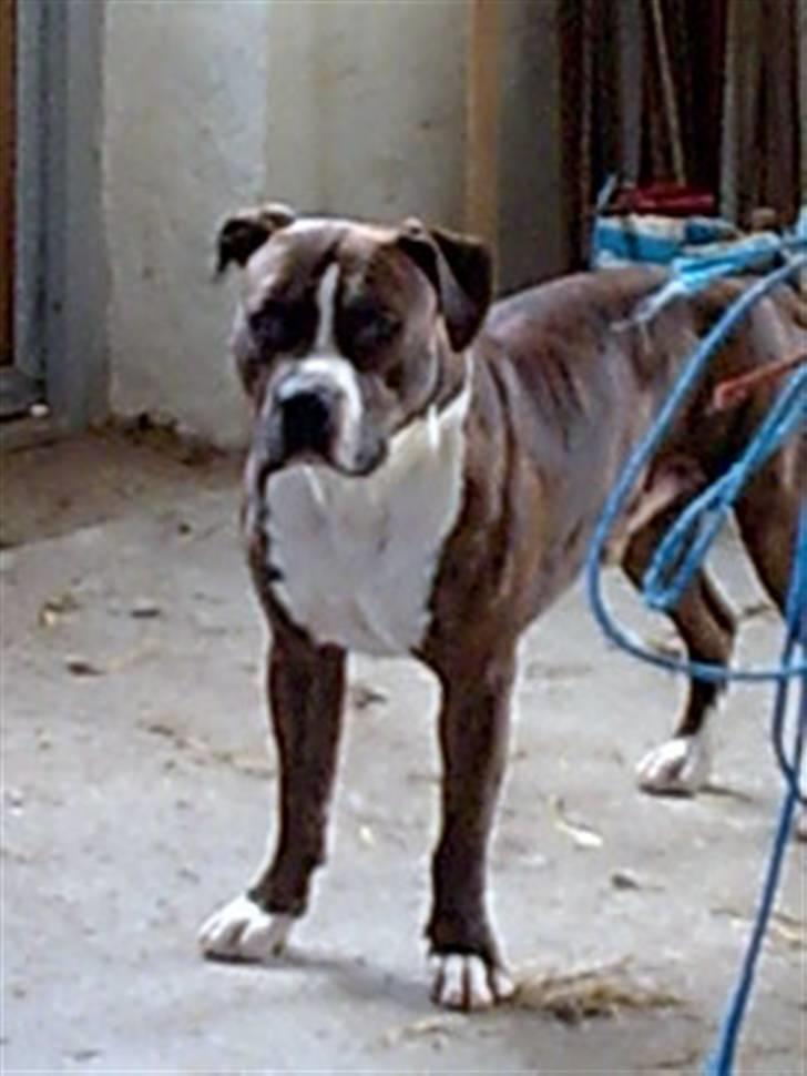 Amerikansk staffordshire terrier $ Victor $ R.I.P billede 19