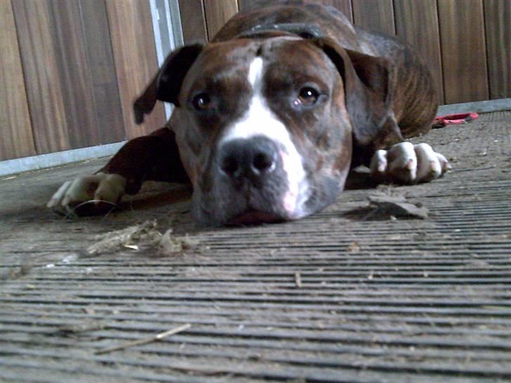 Amerikansk staffordshire terrier $ Victor $ R.I.P billede 20