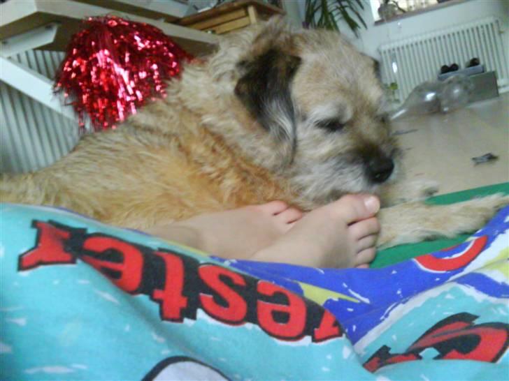 Border terrier Tikki - Savnet :'(  <3 - det hårdt at holde nytår hehe <333 billede 11