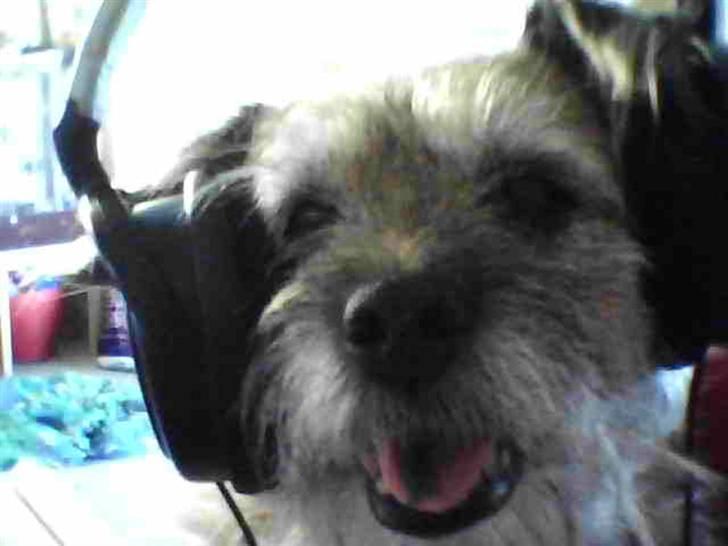 Border terrier Tikki - Savnet :'(  <3 - Det fed musik hehe <333 billede 12