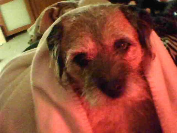 Border terrier Tikki - Savnet :'(  <3 - Lille Miqq er jeg ikk bare sød hehe <333 billede 13