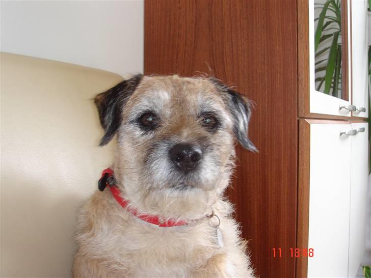 Border terrier Tikki - Savnet :'(  <3 - Jeg har lige fået nyt hals-bånd er det ikk fint der står I LOVE YOU hehe <333 billede 14