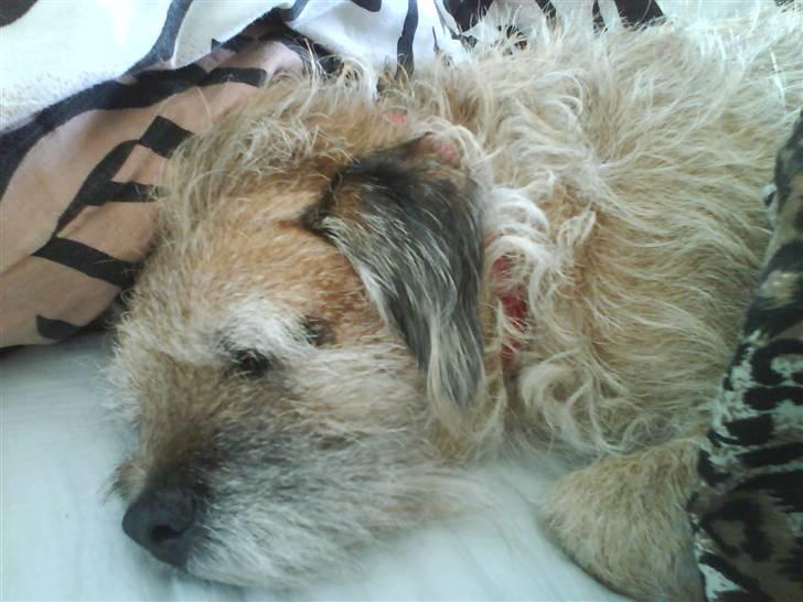 Border terrier Tikki - Savnet :'(  <3 - Bare ingen ser at jeg sover i mors og fars seng ... hehe det går nok, det er jo bare en lille lur <333 billede 15