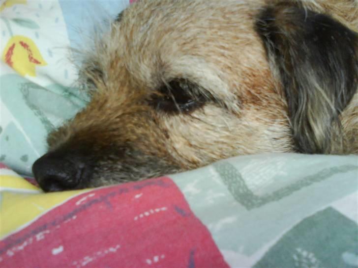 Border terrier Tikki - Savnet :'(  <3 - Uhh det rart at ligge i Julies dyne <333 billede 16