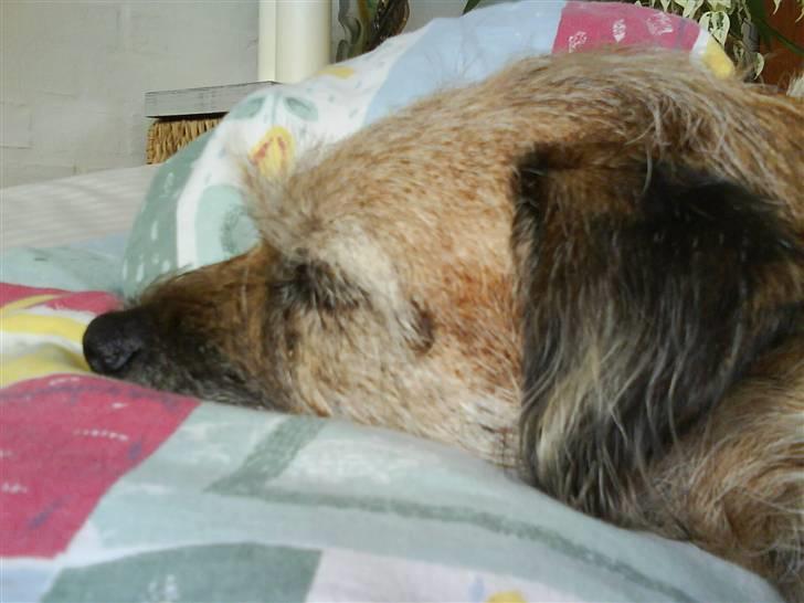 Border terrier Tikki - Savnet :'(  <3 - Lille tikki i dynerne igen hehe <333 billede 17