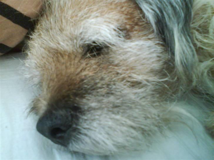Border terrier Tikki - Savnet :'(  <3 - I mors og fars seng de må bare ikk se miq såå komer jeg ud <3333 billede 18