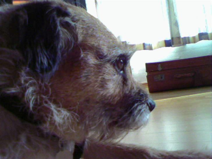 Border terrier Tikki - Savnet :'(  <3 - lille miiq <333 billede 19