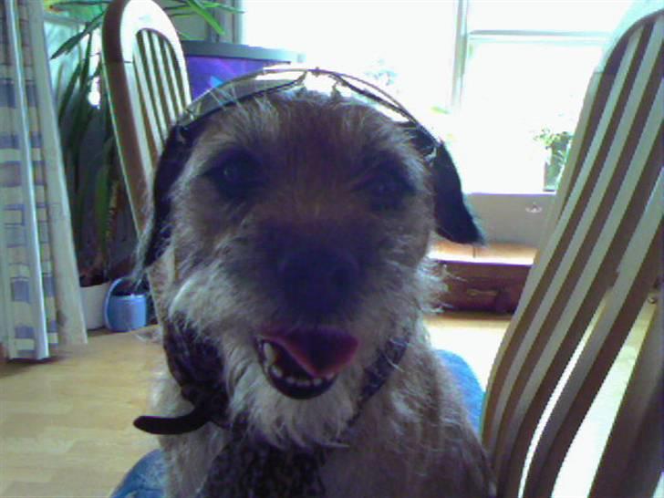Border terrier Tikki - Savnet :'(  <3 - Er jeg ikk bare sååå HOT <333 billede 20