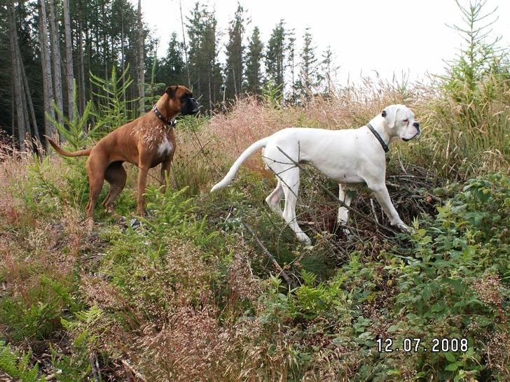 Boxer Aslan billede 14