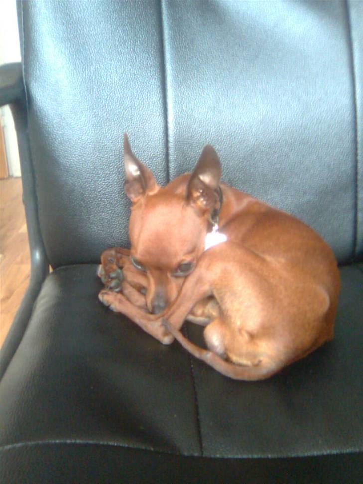 Dvaergpinscher Fifi billede 14