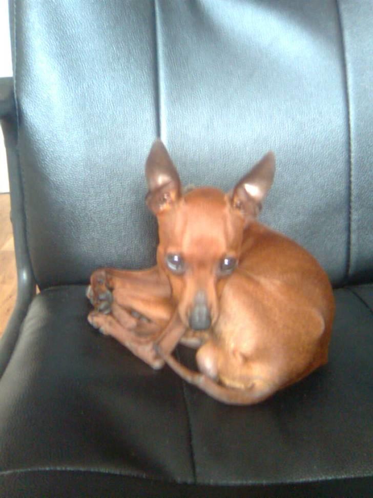 Dvaergpinscher Fifi billede 15