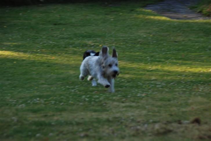Petit basset griffon wendéen Indiana jones  - indi leger kanin: mor ligner jeg en kanin nu ? billede 8