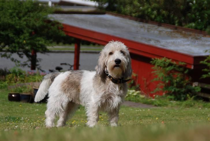 Petit basset griffon wendéen Indiana jones  - Indi så smuk som solens stråler billede 9